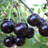 Саженец Вишня Киевская поздняя в контейнере